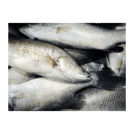 Barramundi 700g