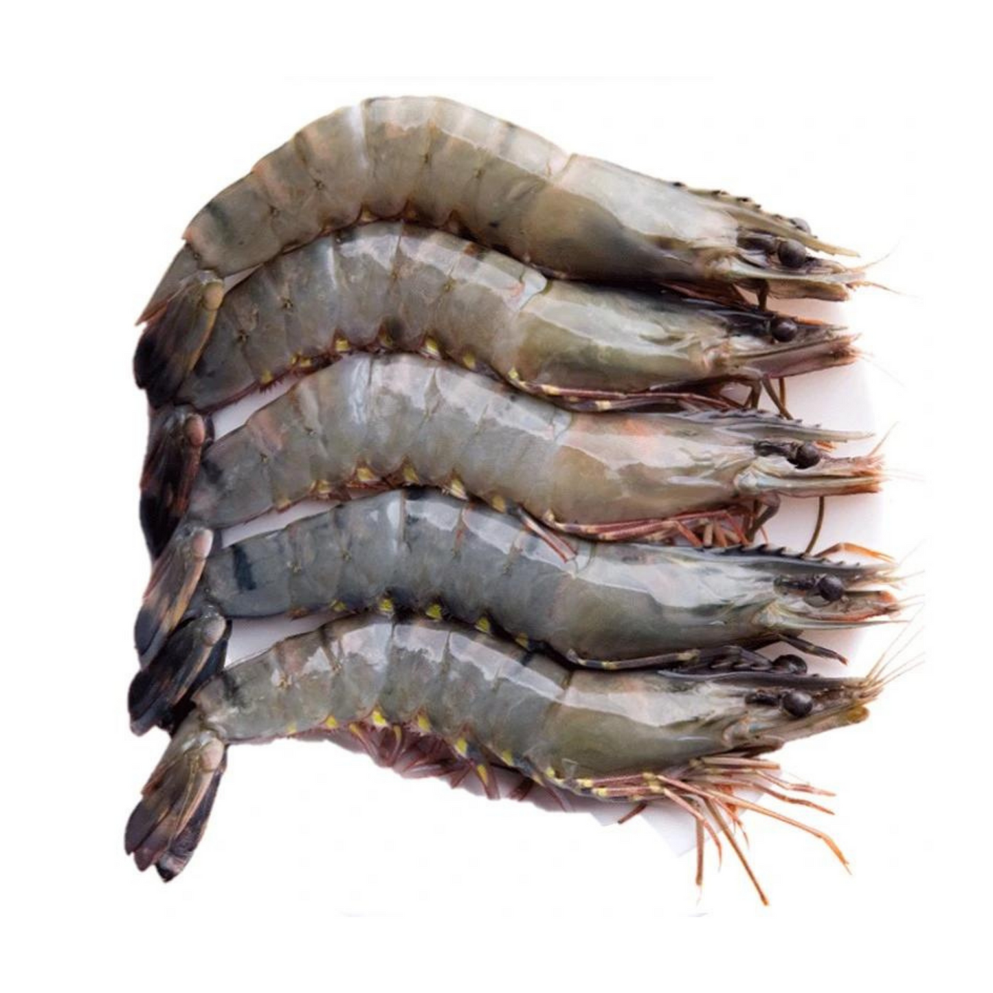 [Halal] Tiger Prawns 1kg