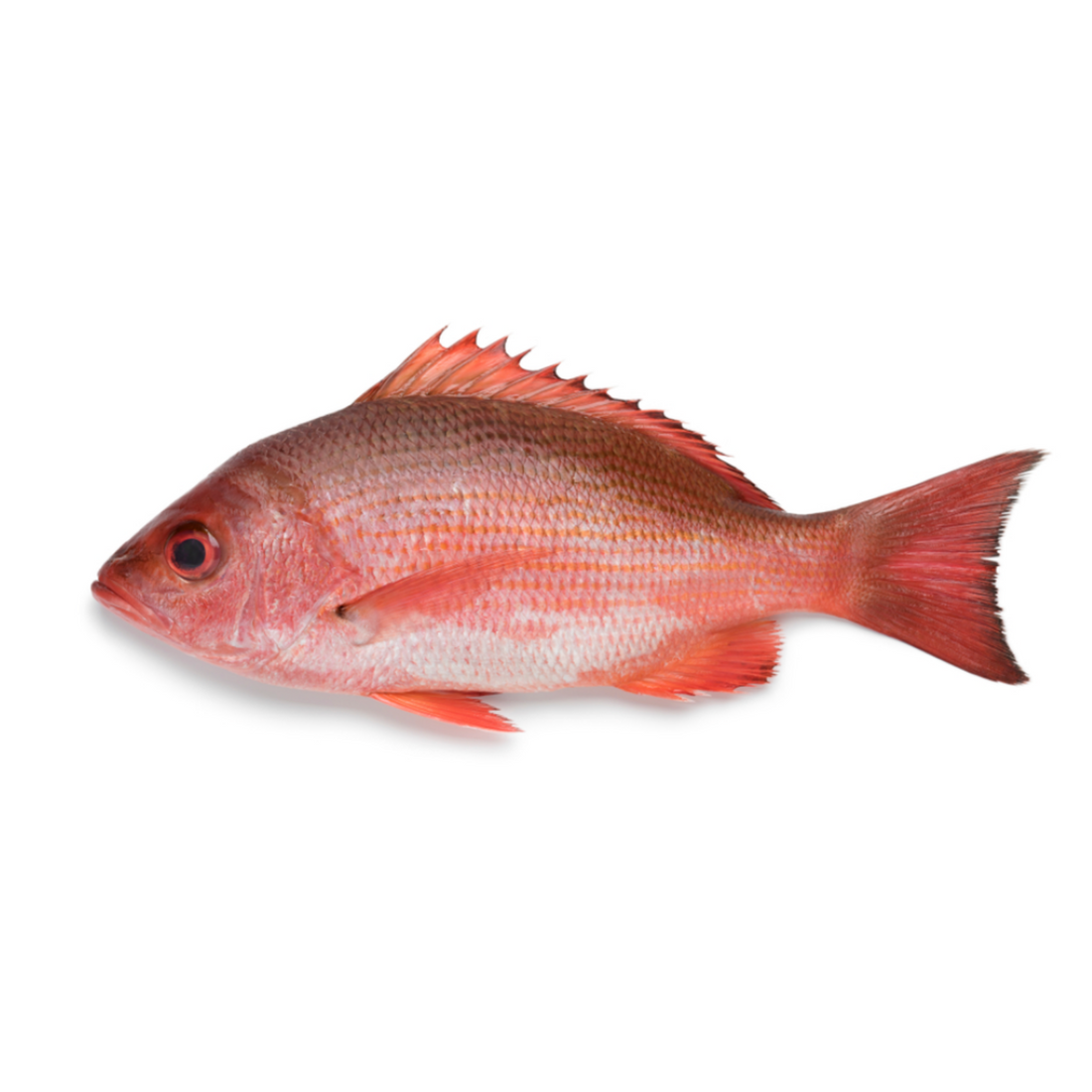 [Halal] Red Snapper Whole Cleaned / Ikan Merah 600g – Daily Cart