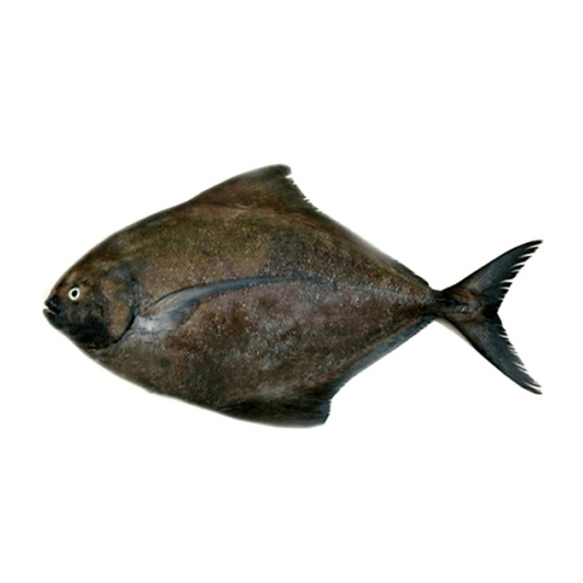 [Halal] Black Pomfret / Bawal Hitam 500g - Cleaned