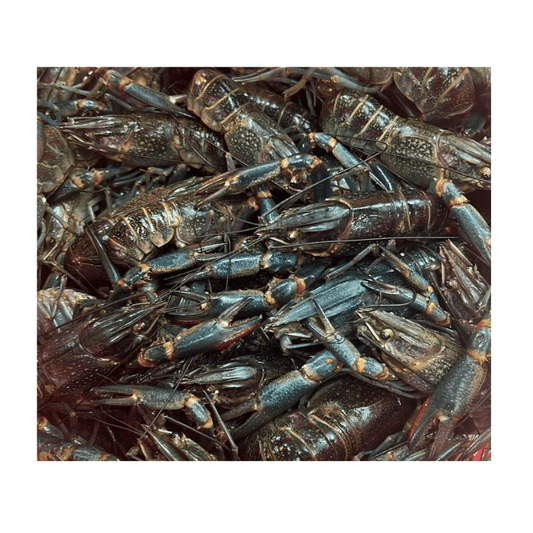 Baby Lobster 1kg